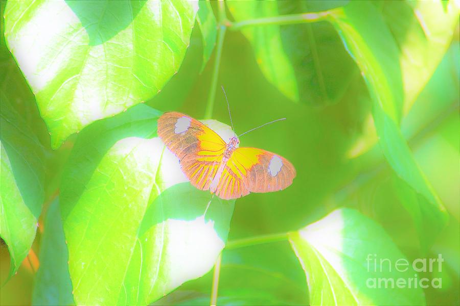 Cleveland Butterflies Photograph by Merle Grenz