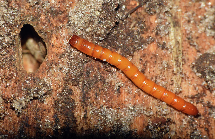 Click Beetle Larvae Photograph by Larah McElroy
