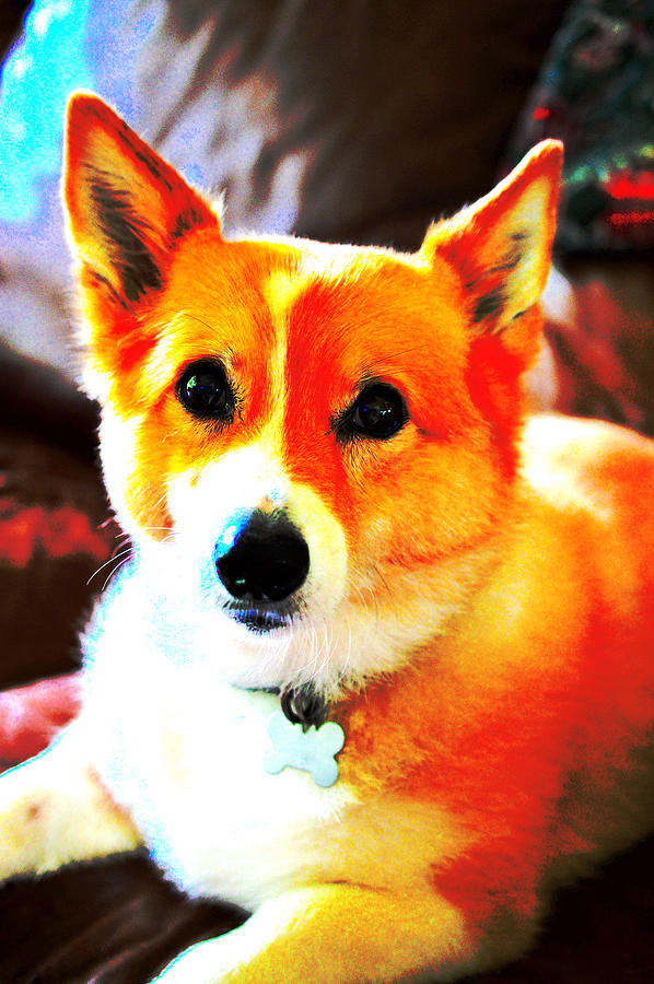 Click Galleries for more Corgies Photograph by Ann Shaver