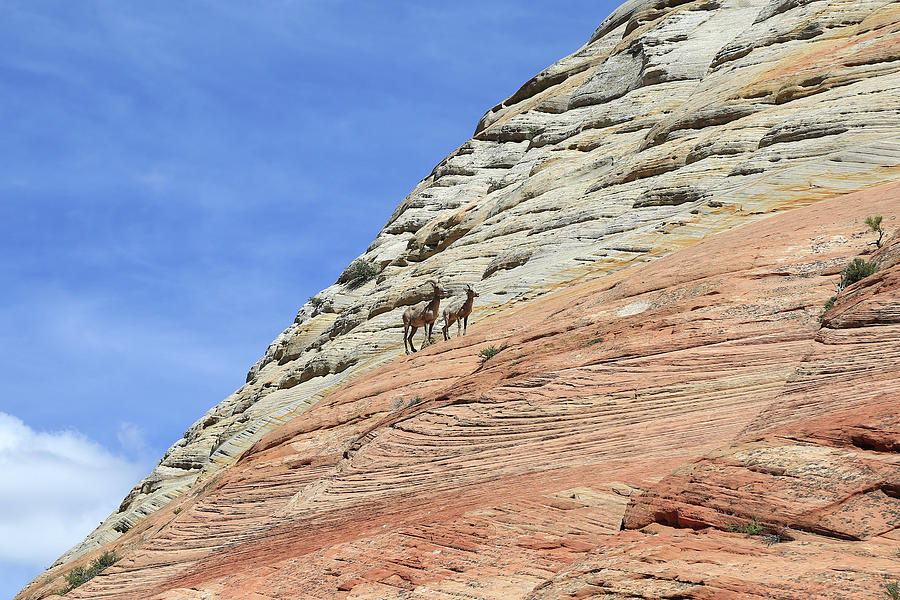 Cliff Dwellers Photograph by Donna Kennedy