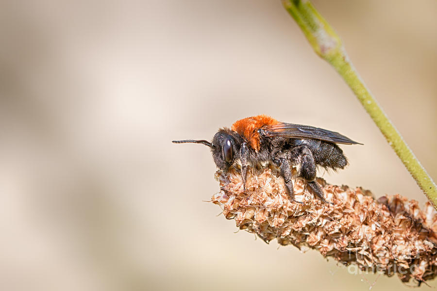 Cliff mining bee Photograph by Jivko Nakev