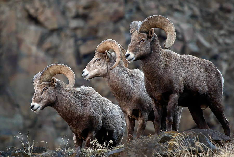 Cliff Side Rams Photograph by Athena Mckinzie