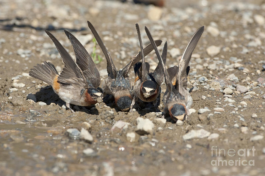Cliff Swallows Gather Mud Photograph by Marie Read