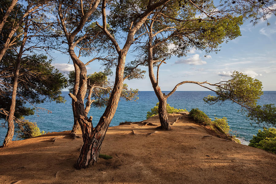 Tree Photograph - Cliff Top Terrace Viewpoint at Mediterranean Sea by Artur Bogacki
