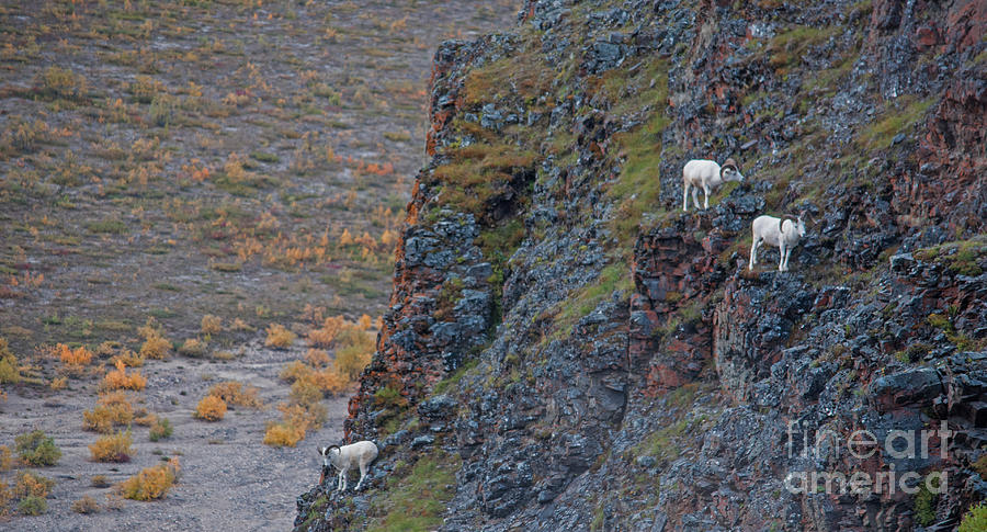 Sheep Photograph - Cliffhangers by Jim Cook