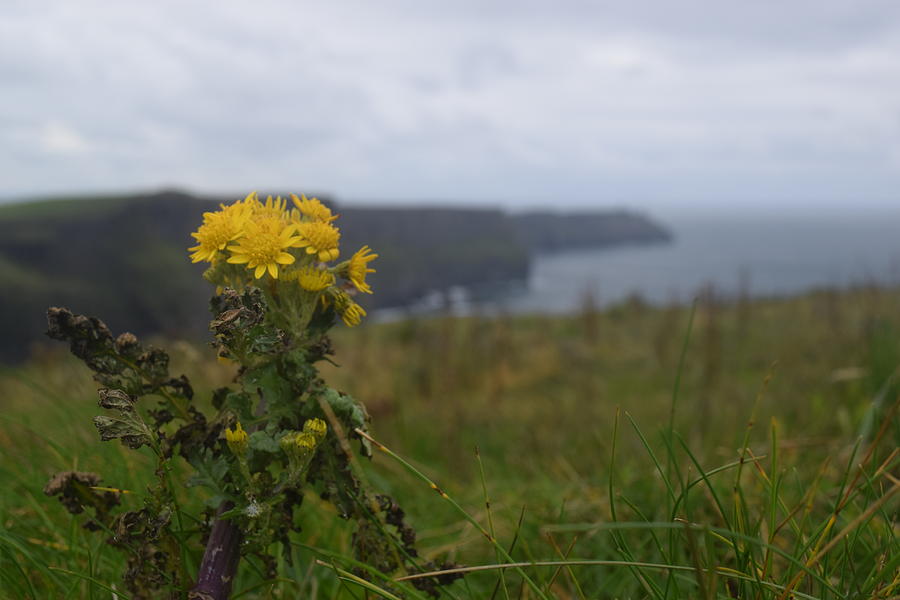 Cliffs of Moher Wildflowers Photograph by Curtis Krusie