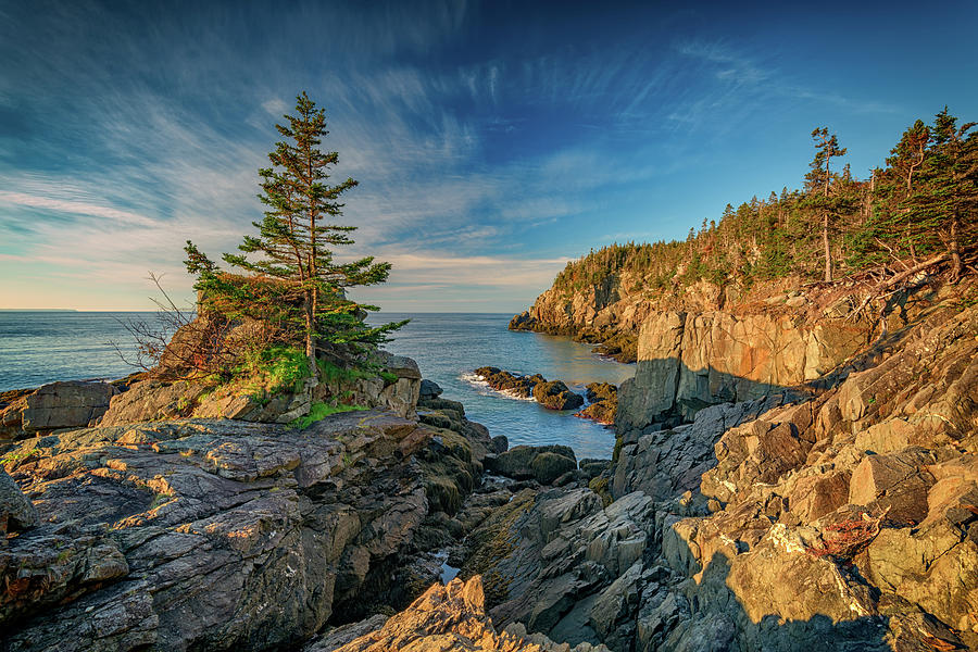 Tree Photograph - Cliffs of Quoddy Head State Park by Rick Berk