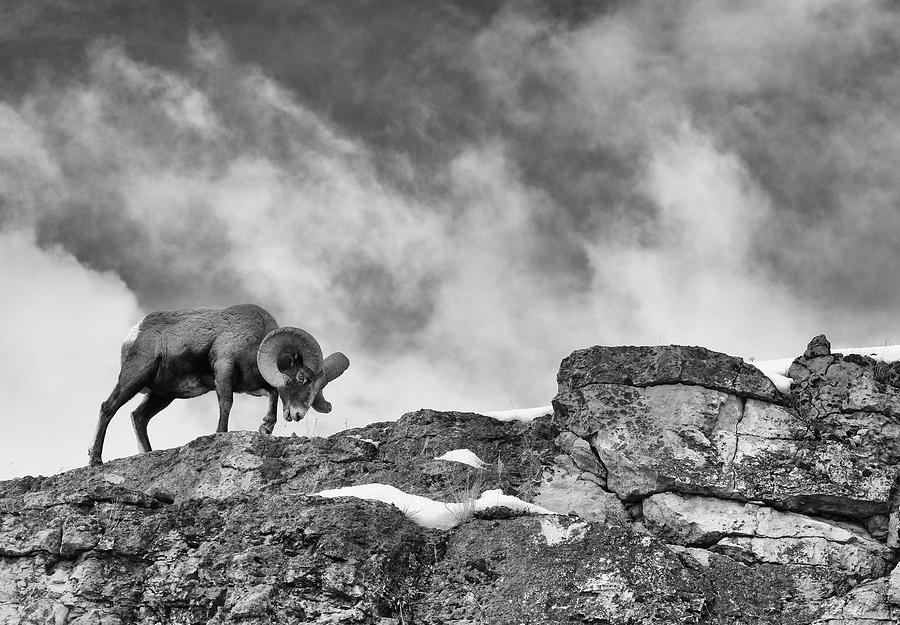 Cliffside Bighorn Sheep Photograph by Max Waugh