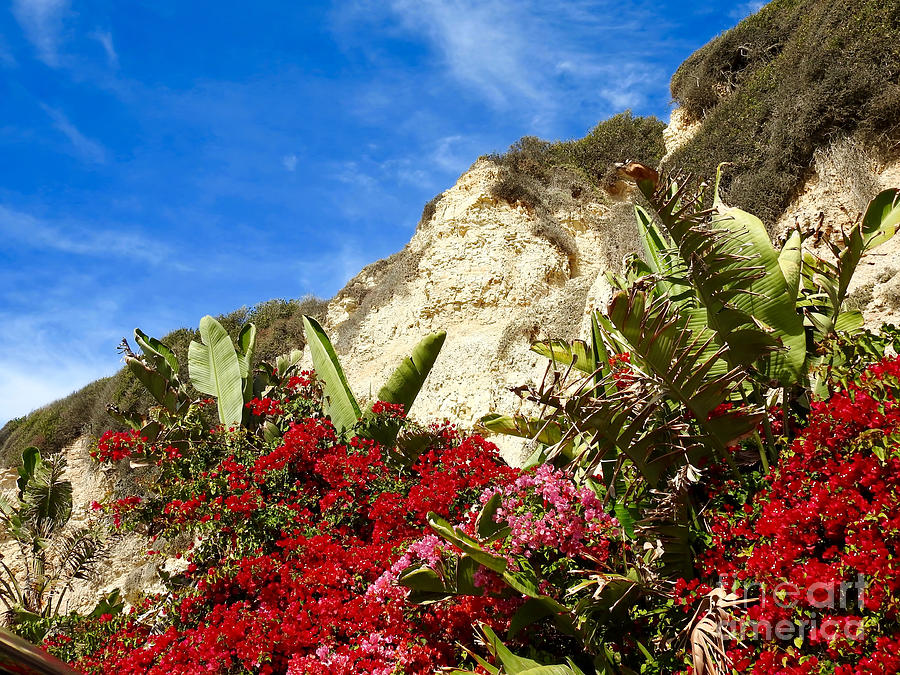  Cliffside Flowers Photograph by Beth Myer Photography