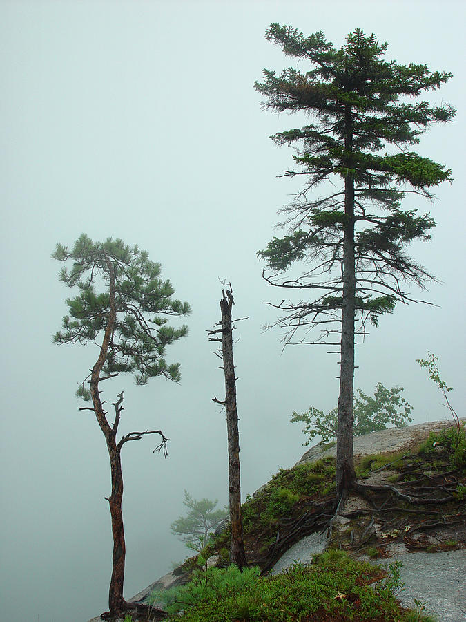 Cliffside Fog Photograph by Eric Workman