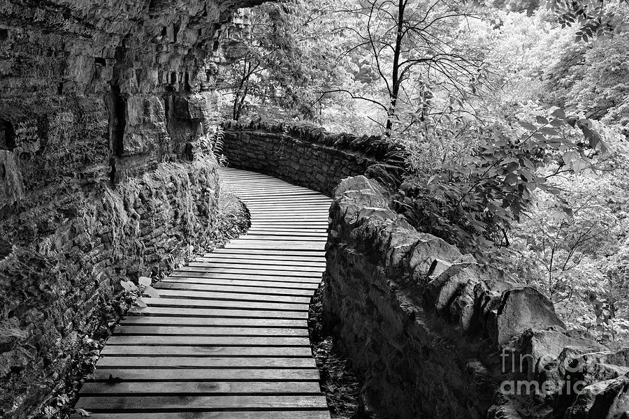 Cliffside Path - D010401 Photograph by Daniel Dempster