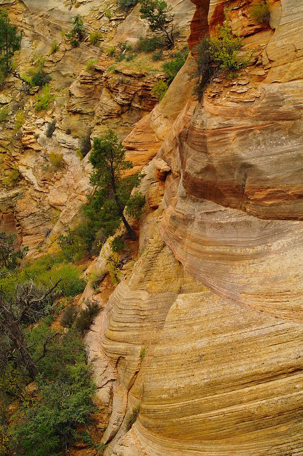 Zion National Park Photograph - Cliffside Tree by Jeff Swan