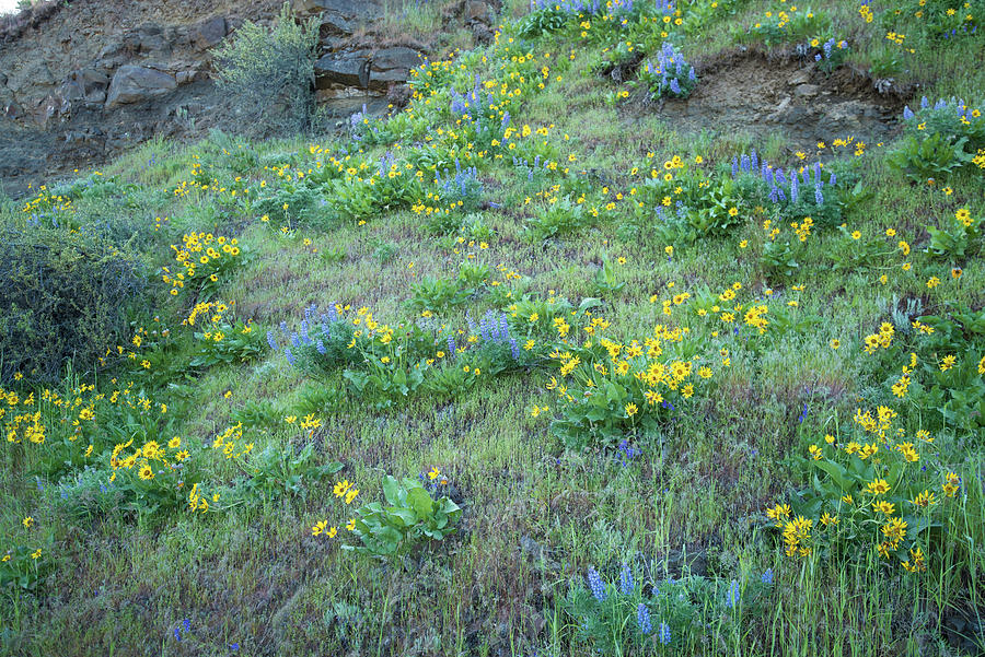 Cliffside Wildflowers Photograph by Tom Cochran