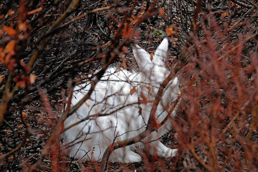 Climate-Change-Hindered Hiding Hare Photograph by Ted Keller