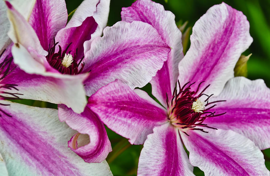 Clematis 1 Photograph by Greg Jackson