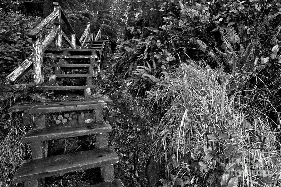 Climbing Through The Rainforest - Black And White Photograph by Adam Jewell