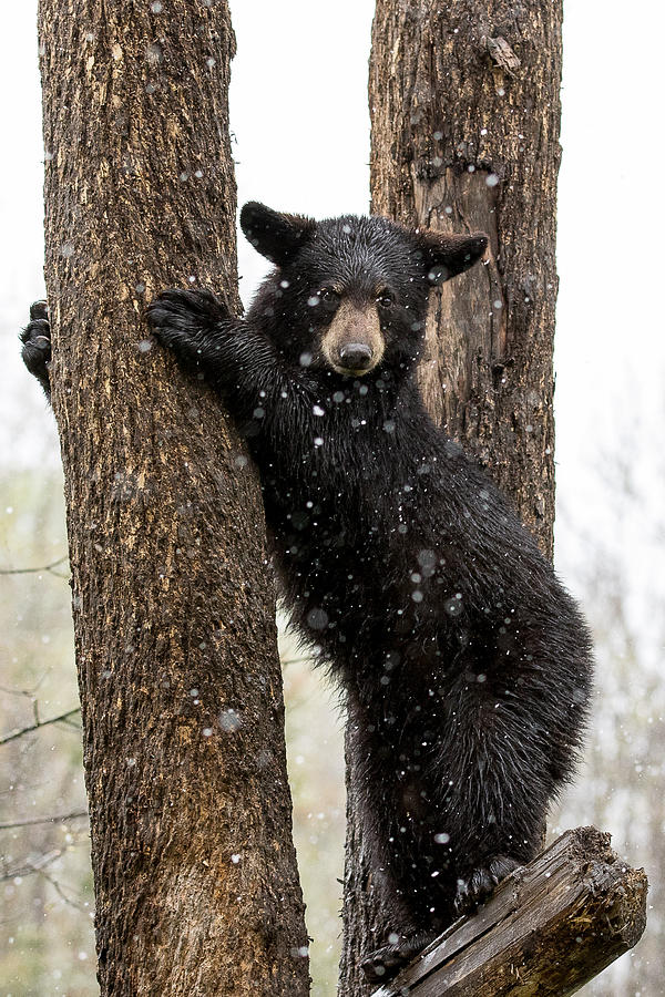 Climbing Bear Photograph by Mary Jo Cox