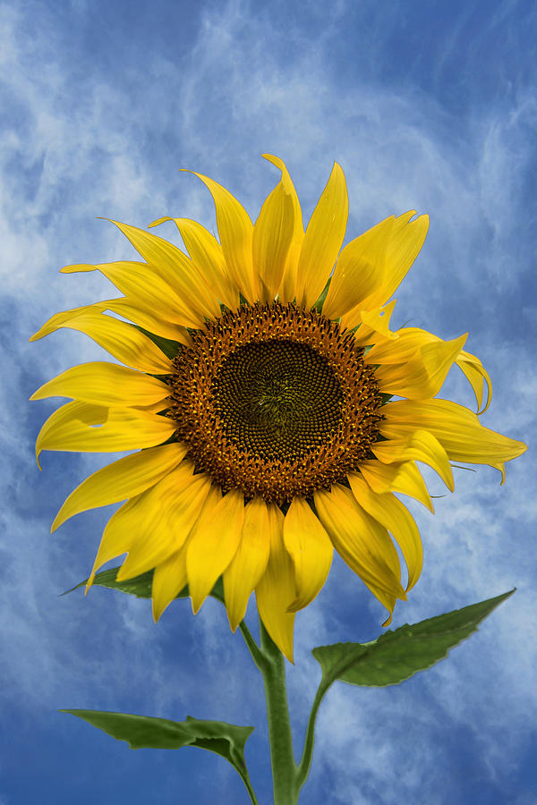 Sunflower Photograph - Climbing High by Dale Kincaid
