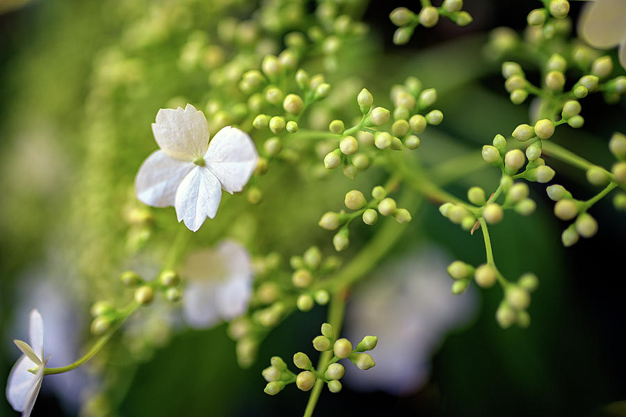 Flowers Still Life Photograph - Climbing Hydrangea by Rick Berk
