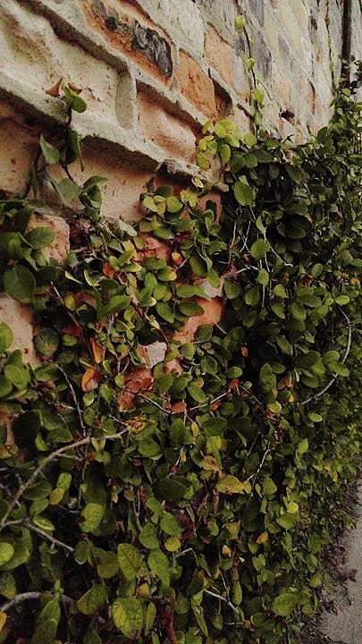 Brick Photograph - Climbing Ivy by Libby Sealy