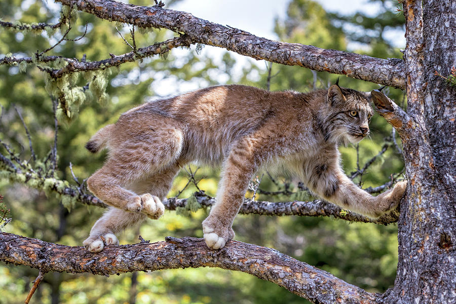 Climbing Lynx Photograph by Mike Centioli