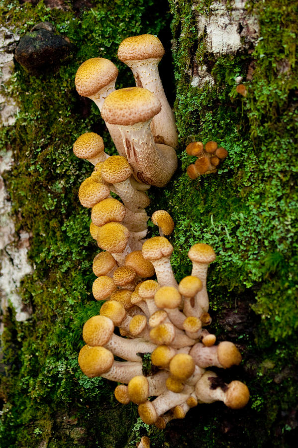 Climbing Mushrooms Photograph by Brent L Ander