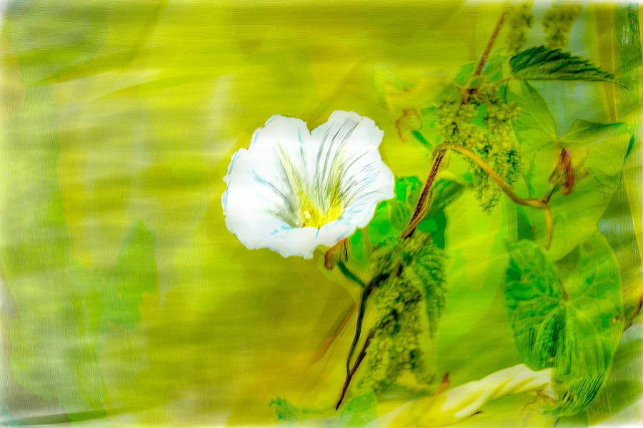 Flower Photograph - Climbing painterly.  by Leif Sohlman