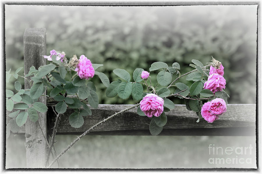 Climbing Pink Roses with Border Photograph by Karen Adams