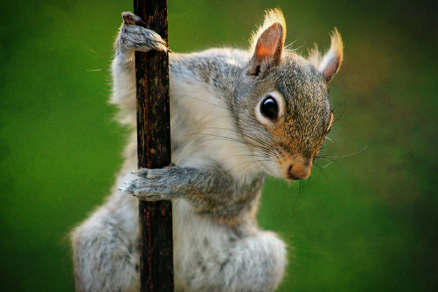 Climbing Squirrel Photograph by Susan McMenamin