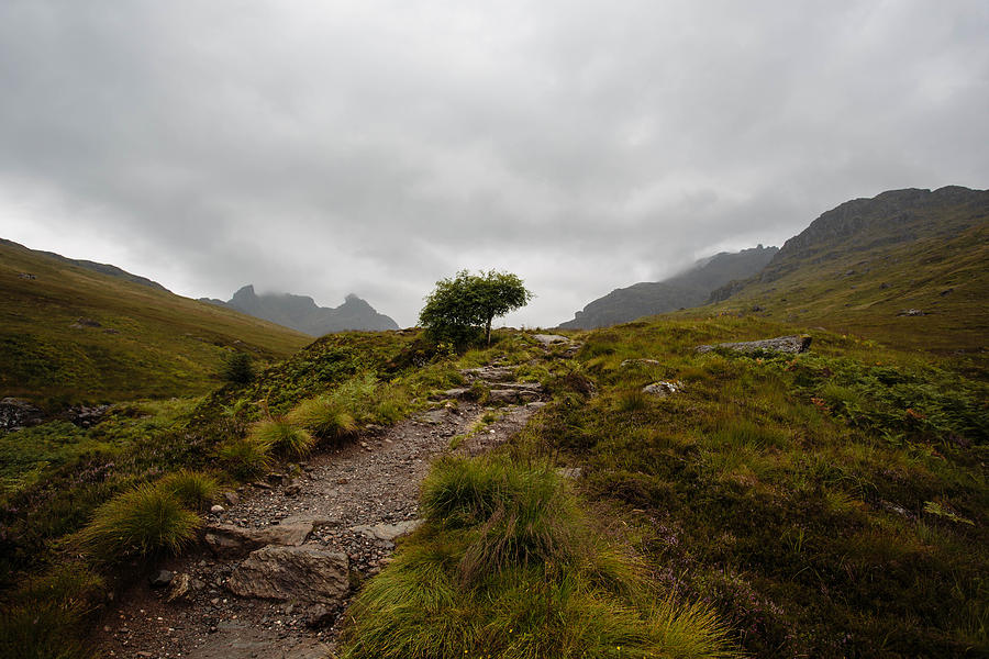 Tree Photograph - Climbing the Cobbler by Victoria Whitehead
