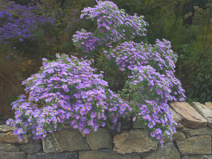 Climbing the Stone Wall Photograph by Muriel Levison Goodwin - Fine Art ...