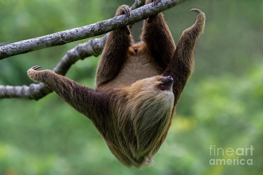 Climbing Three-toed Sloth Photograph