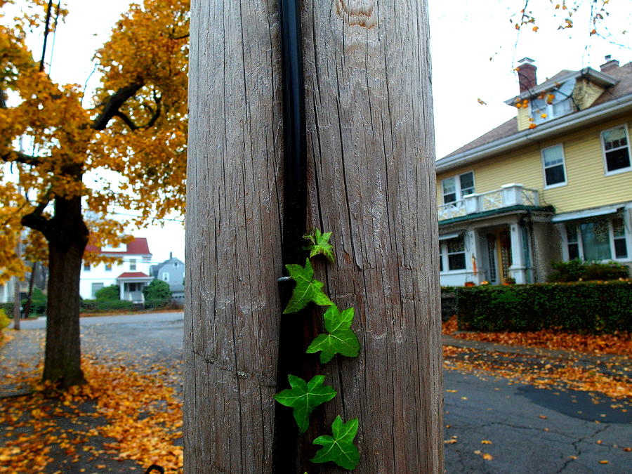 Climbing Vine Photograph by Christopher Brown