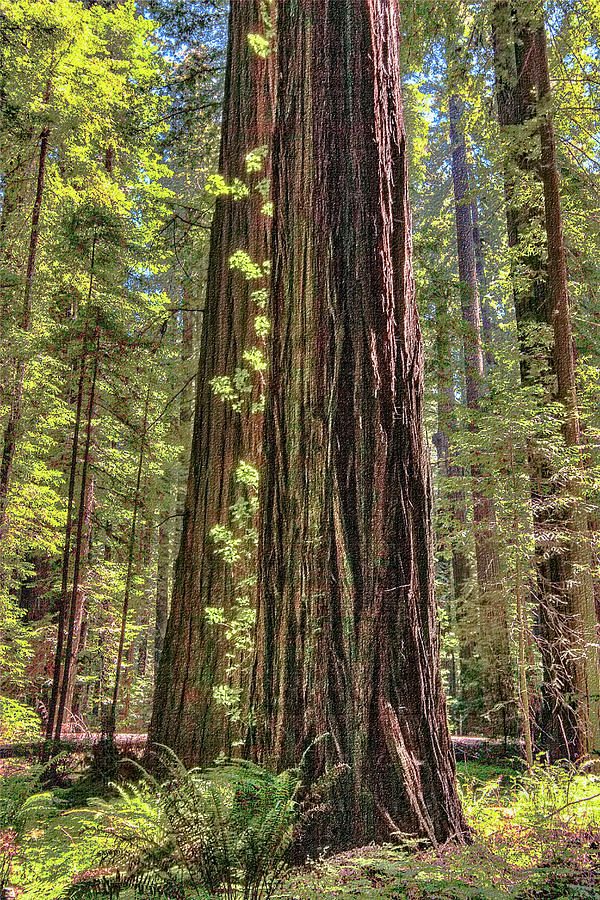 Climbing Vine on a Redwood Tree AP Digital Art by Dan Carmichael