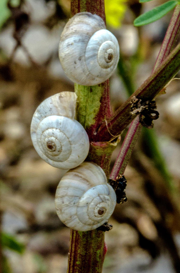Climbing White Snails Photograph by Wolfgang Stocker