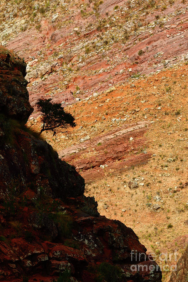 Clinging on in a Colourful Canyon Photograph by James Brunker