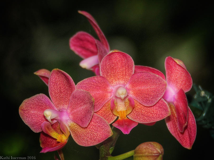 Clinging Orchids I Photograph by Kathi Isserman