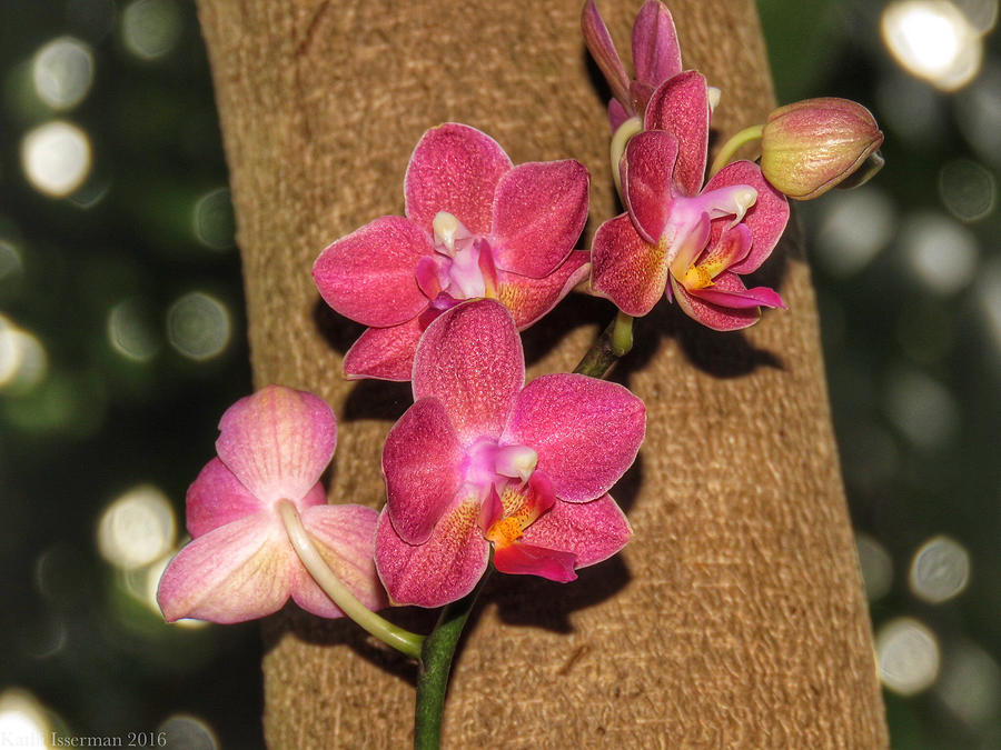 Clinging Orchids Photograph by Kathi Isserman