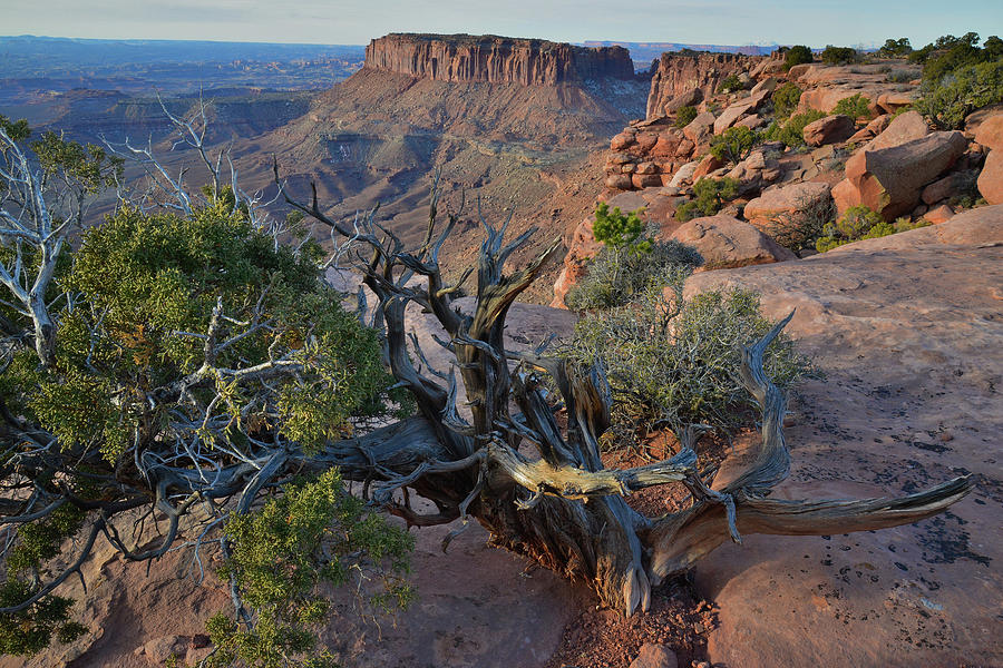 Clinging to the Ledge at Grand View Point in Canyonlands NP Photograph by Ray Mathis
