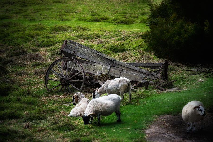 Clints Sheep  Photograph by Patrick Boening