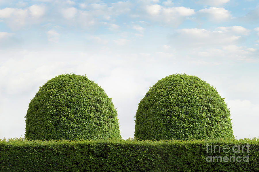 Clipped Yew Topiary In The Shape Of Breasts  Photograph by Lee Avison