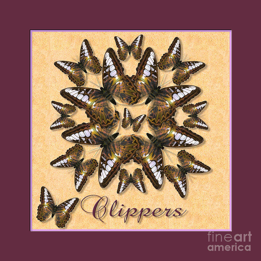 Clipper Butterfly Pin Wheel Photograph