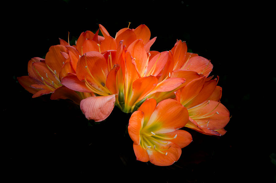 Clivia Flora Photograph by Bruce Pritchett