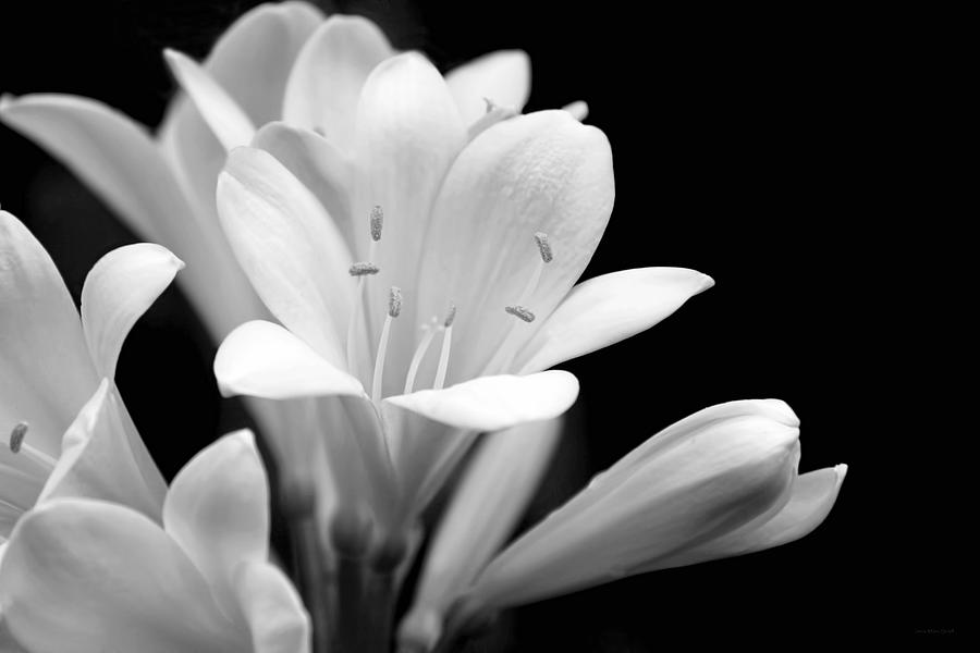 Spring Photograph - Clivia Flowers Black and White by Jennie Marie Schell