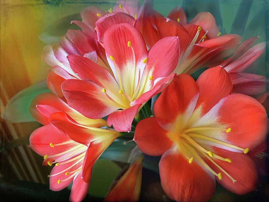 Flower Photograph - Clivia by Lorraine Baum