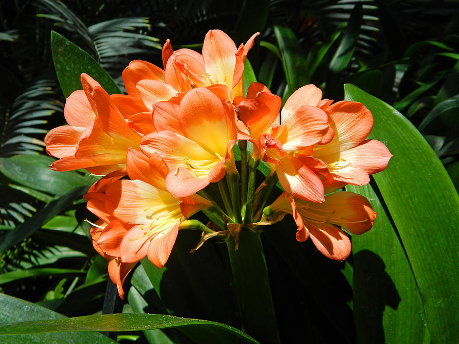 Clivia miniata Photograph by Emmy Marie Vickers