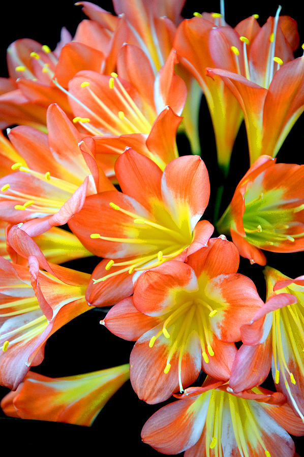 Clivia Miniata. Orange Flowered Form. Photograph