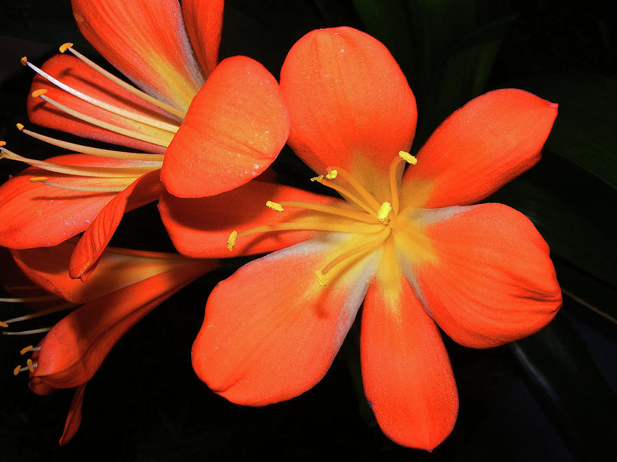 Clivia Photograph by Wilma Stout - Fine Art America