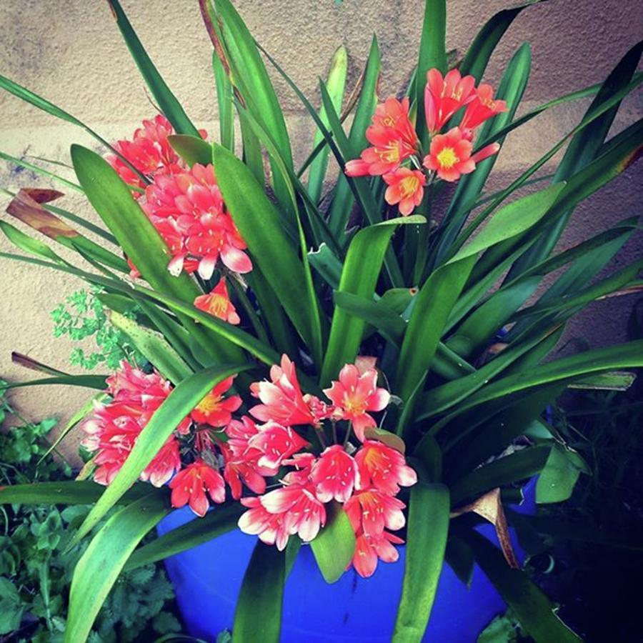 Spring Photograph - Clivias In Full Bloom.  by Jacci Freimond Rudling