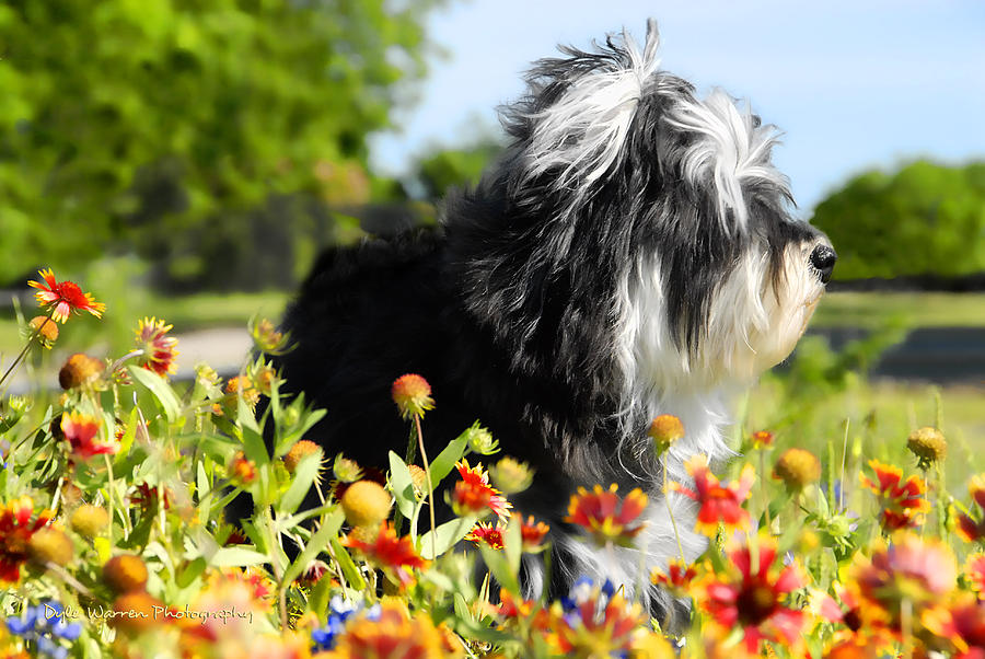 Cloey in the Flowers - 2 Photograph by Dyle Warren